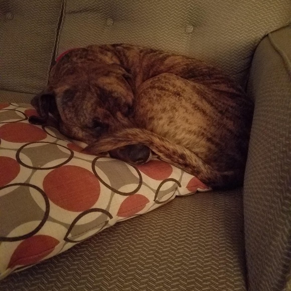 Sammy Dawg Thanks You for Your Purchase 💞 🐶💞 - Picture 8 of 8